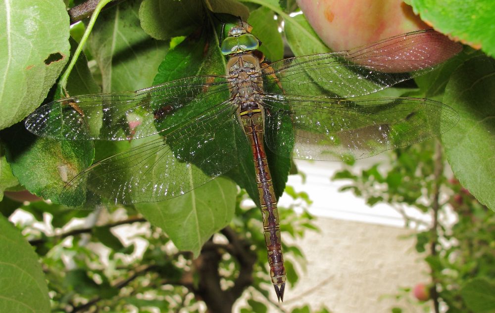 identificazione Anax ... parthenope